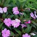 Impatiens hawkeri  NG Sunpatiens Vigourous Lavender'